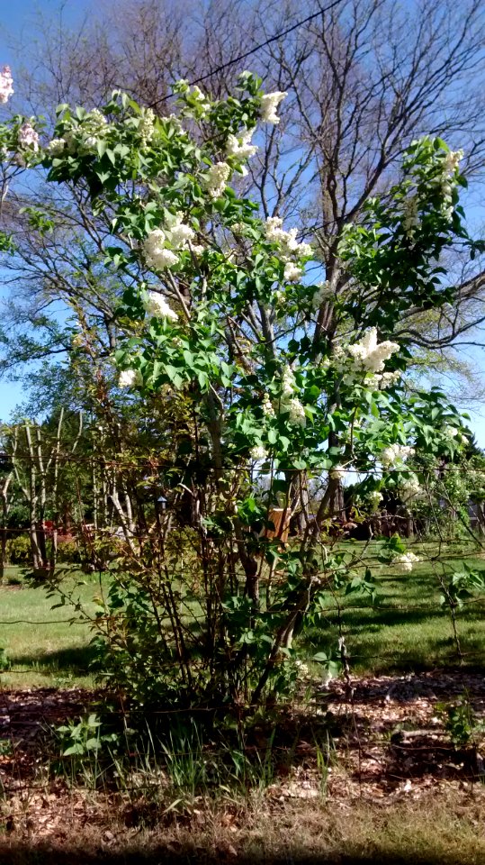 IMG 20150514 163018232