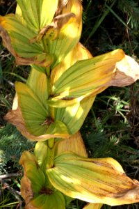 DUNTON MEADOWS -11, near lizard head, dolores co, co - (8-24 25-12) -26