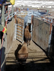 12 of 35 Bison are systematically moved through the alleys 3451