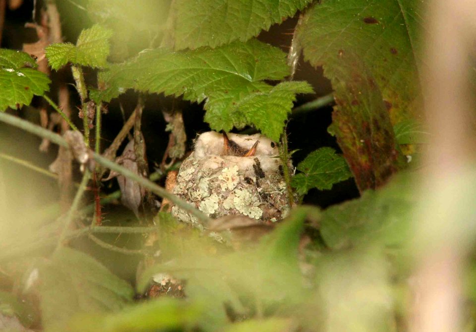 HUMMINGBIRD, ALLEN'S (2-27-09) young in nest, oso flaco -02