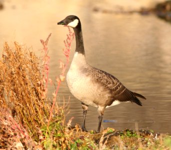 GOOSE, CANADA? (11-12-08) islay creek mouth, slo co, ca -1