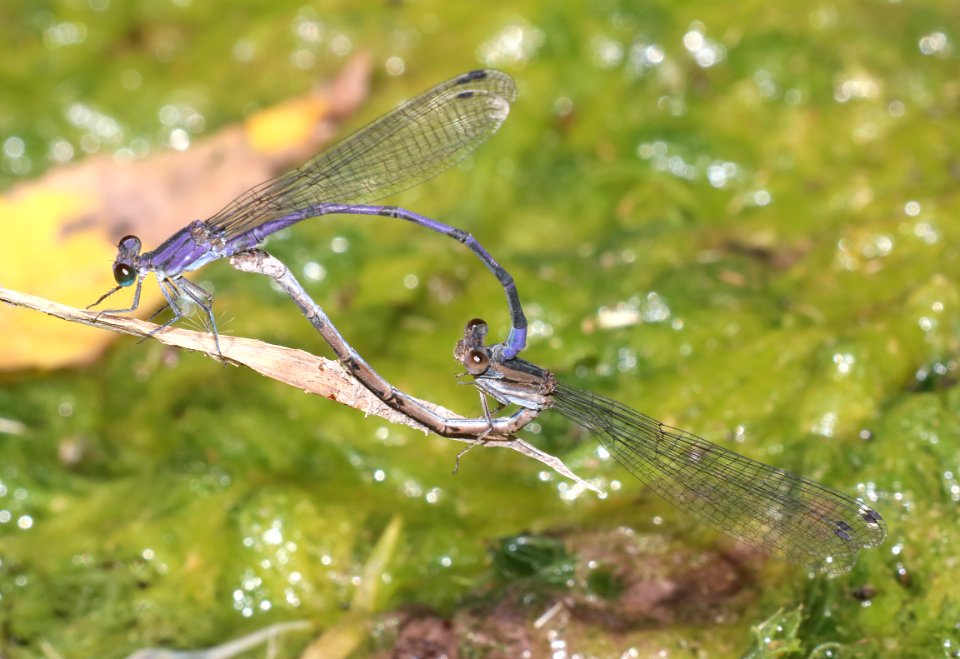 DANCER, LAVENDER (Argia hinei) (10-1-2020) copper canyon, huachuca mts, cochise co, az -04 in circle