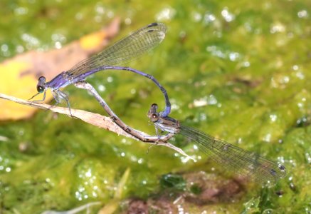 DANCER, LAVENDER (Argia hinei) (10-1-2020) copper canyon, huachuca mts, cochise co, az -04 in circle