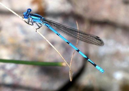 DANCER, SIERRA MADRE (Argia lacrimans) (10-1-2020) bear canyon, huachuca mts, cochise co, az -02