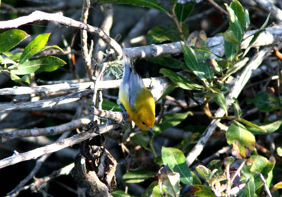 WARBLER, PROTHONOTARY (9-23-08) arroyo de la cruz, slo co, ca -03