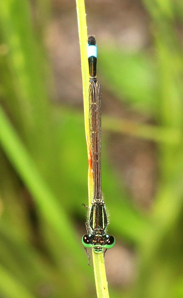 FORKTAIL, RAMBUR'S (Ischnura ramburii) (10-31-2020) estero llano grande s p, hidalgo co, tx -02 male