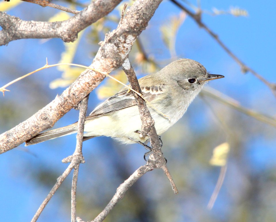 FLYCATCHER, GRAY (1-13-12) pena blanca Lake, scc, az -03