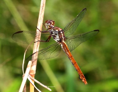 SKIMMER, ROSEATE (Orthemis ferruginea) (10-27-2020) sabal palm sanctuary, cameron co, tx -12 female