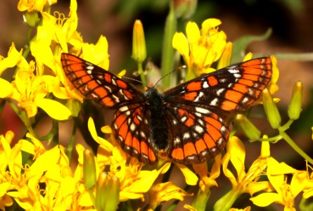 CHECKERSPOT, GILLETT'S (Euphydryas gillettii) (7-17-2020) 8000 ft, cottonwood lake, lincoln co, wy -06