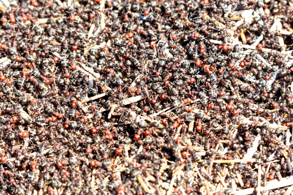 A mound of thatching ants (Formica obscuripes)