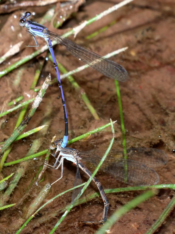DANCER, LAVENDER (Argia hinei) (10-1-2020) bear creek, huachuca mts, cochise co, az -04 in dandem ovipositing