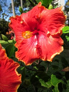 Red tropical hawaii