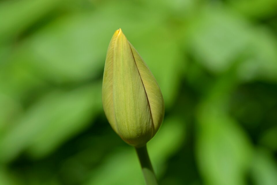 Closed flower garden spring