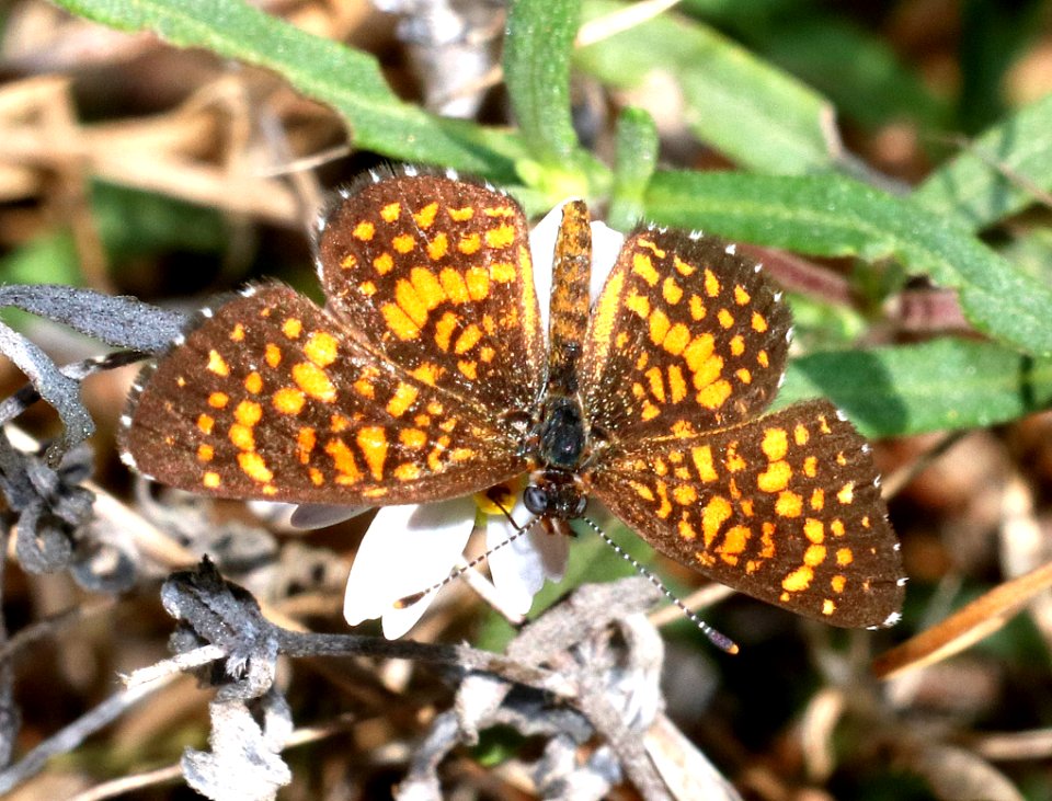 CHECKERSPOT, ELADA (Texola elada) (11-2-2020) salineno, starr co, tx-02