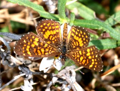 CHECKERSPOT, ELADA (Texola elada) (11-2-2020) salineno, starr co, tx-02