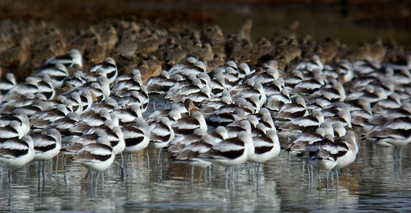 AVOCET, AMERICAN (1-2-07)