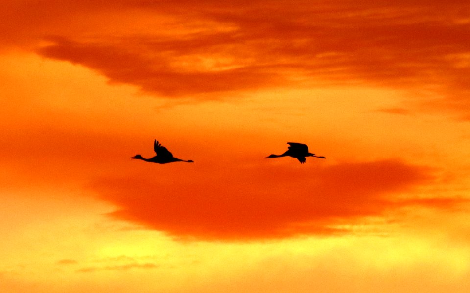 249 - SANDHILL CRANE (11-5-2020) whitewater draw wildlife area, cochise co, az -18