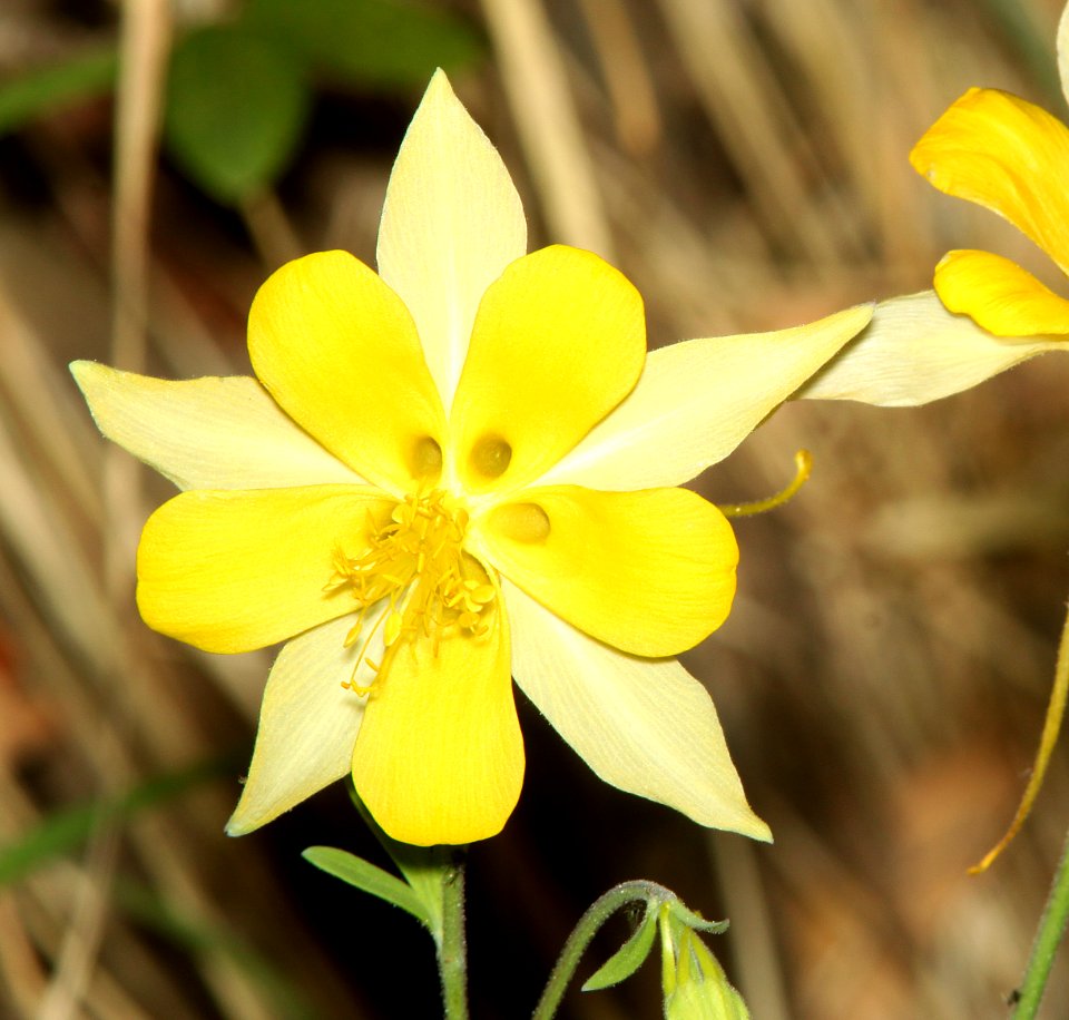 COLUMBINE, YELLOW (5-25-11) vault mine trail. madera cyn, scc, az -02