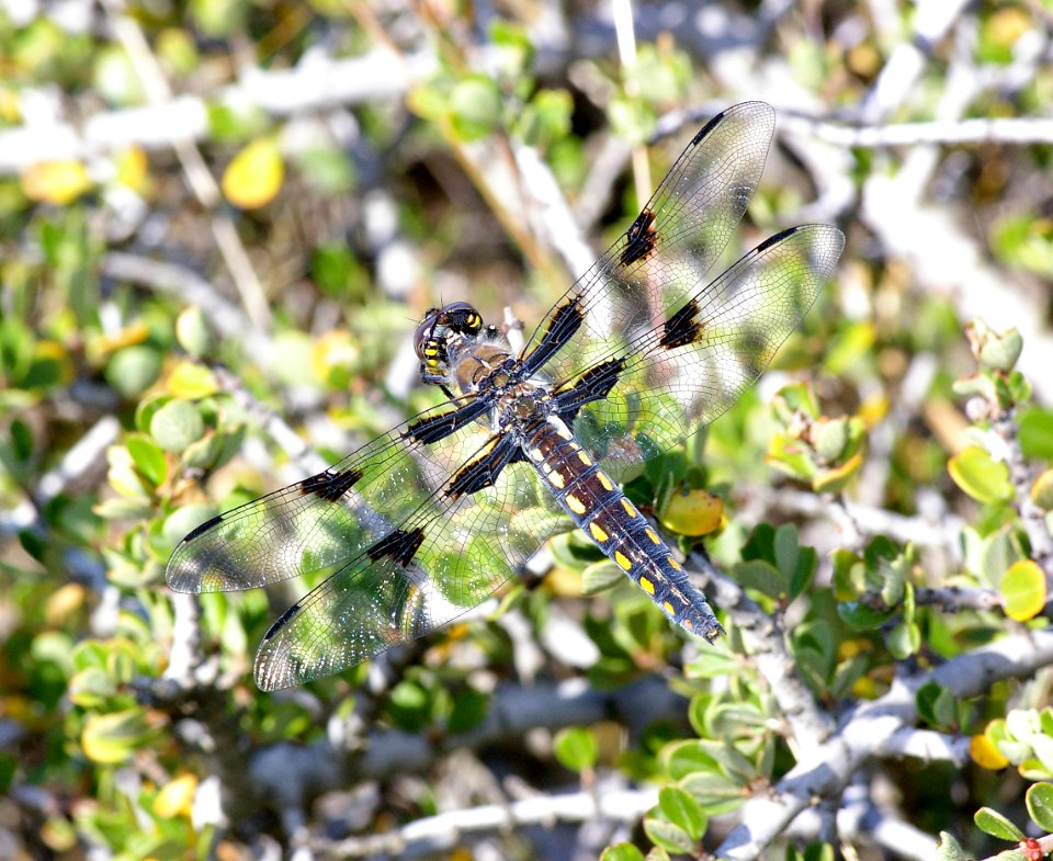 SKIMMER, HOARY (libellula nodisticta) fem, cerro alto north ridge -1