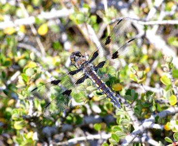 SKIMMER, HOARY (libellula nodisticta) fem, cerro alto north ridge -1