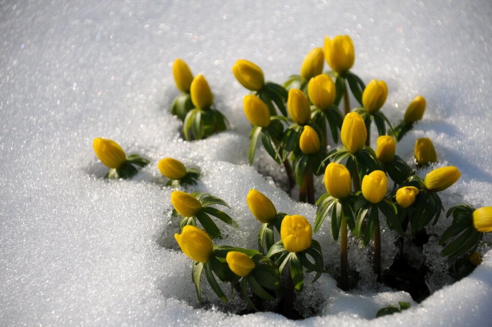 Winter wintry nature