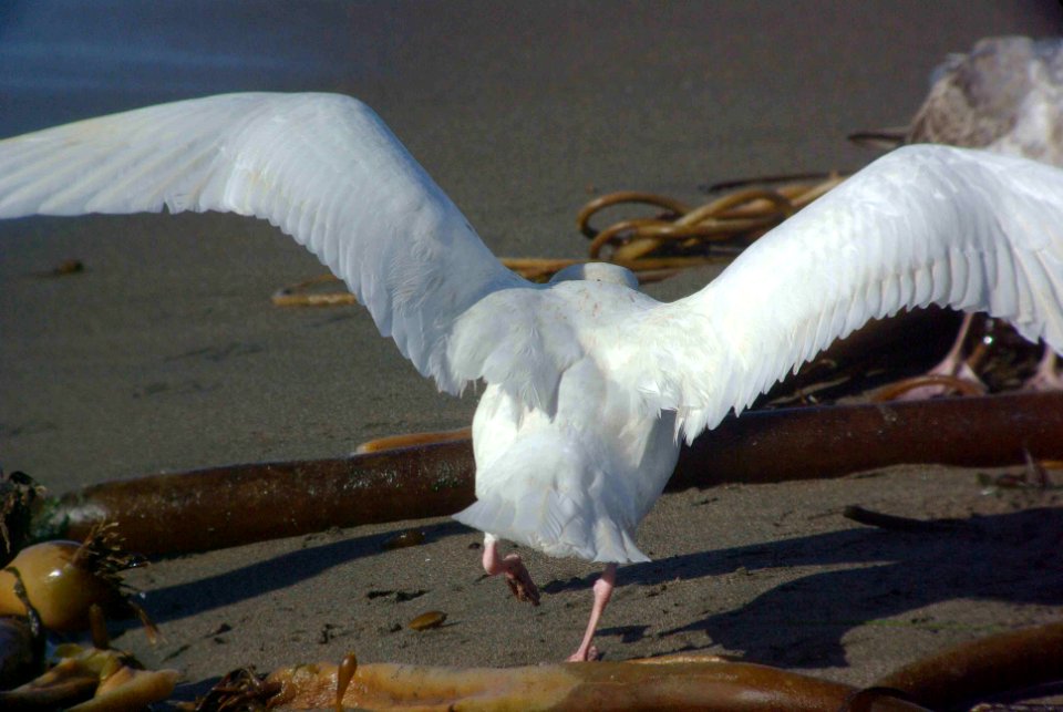 GULL, GLAUCOUS (2-24-09) el seal overlook -05