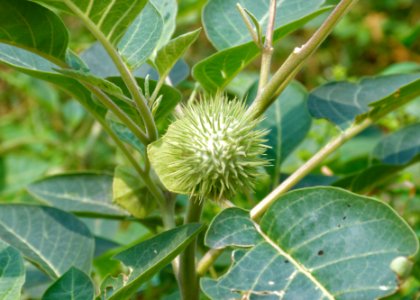 Datura stramonium