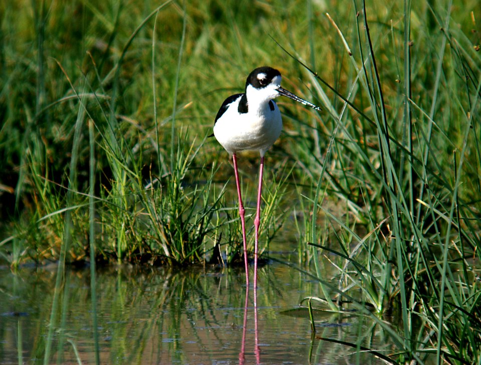STILT, BLACK-NECKED -1