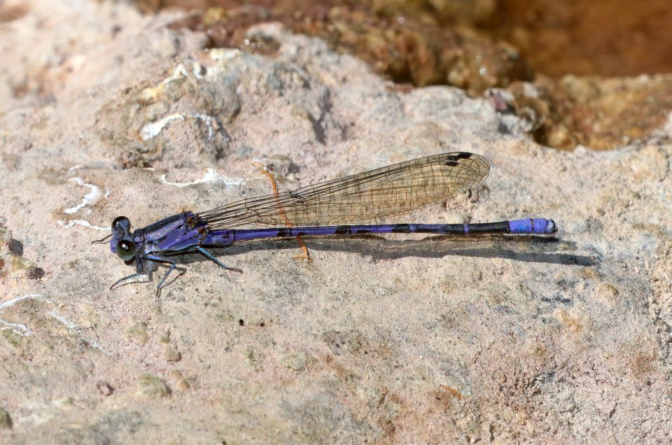 DANCER, LAVENDER (Argia hinei) (10-1-2020) bear creek, huachuca mts, cochise co, az -08 male