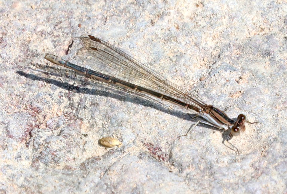 DANCER, AZTEC (Argia nahuana) (9-22-2020) bear canyon, west side huachuca mts, cochise co, az -02 female