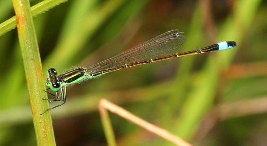 FORKTAIL, RAMBUR'S (Ischnura ramburii) (10-31-2020) estero llano grande s p, hidalgo co, tx -04 male