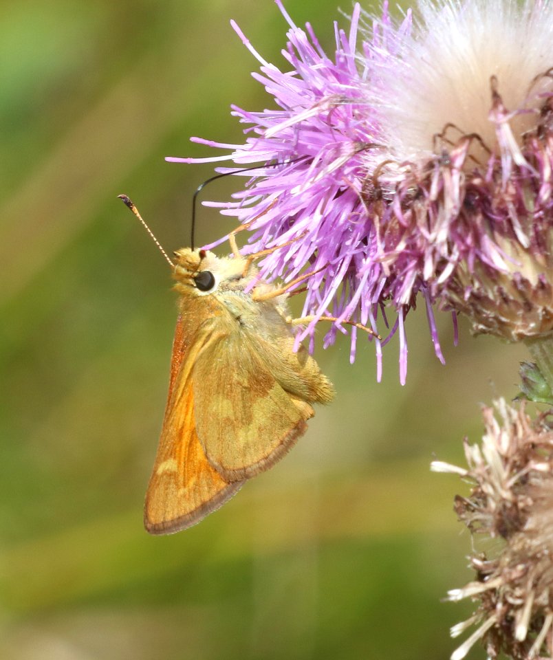 SKIPPER, WOODLAND (Ochlodes sylvanoides)  (8-6-2020) 8500 ft, west fork campground, mineral co, co (3)