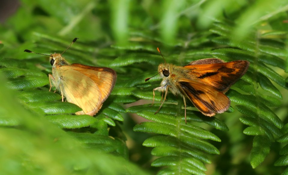 SKIPPER, WOODLAND (Ochlodes sylvanoides)  (8-6-2020) 8500 ft, west fork campground, mineral co, co (1)