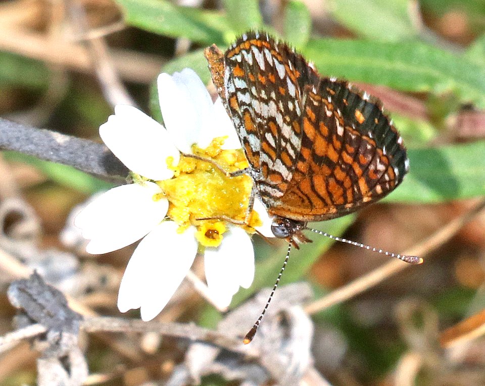 CHECKERSPOT, ELADA (Texola elada) (11-2-2020) salineno, starr co, tx-03