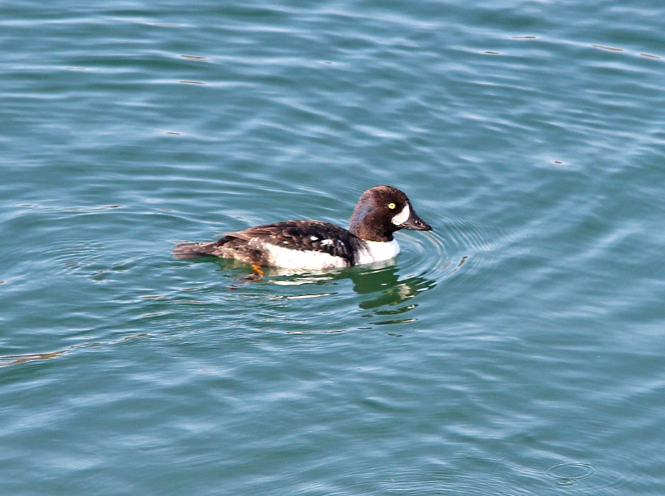 059 - BARROW'S GOLDENEYE (3-4-14) male first winter, near parker dam, la paz co, az    (2)