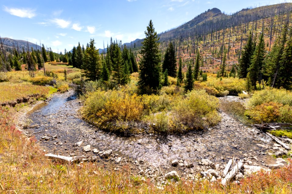 Bend in Wolverine Creek