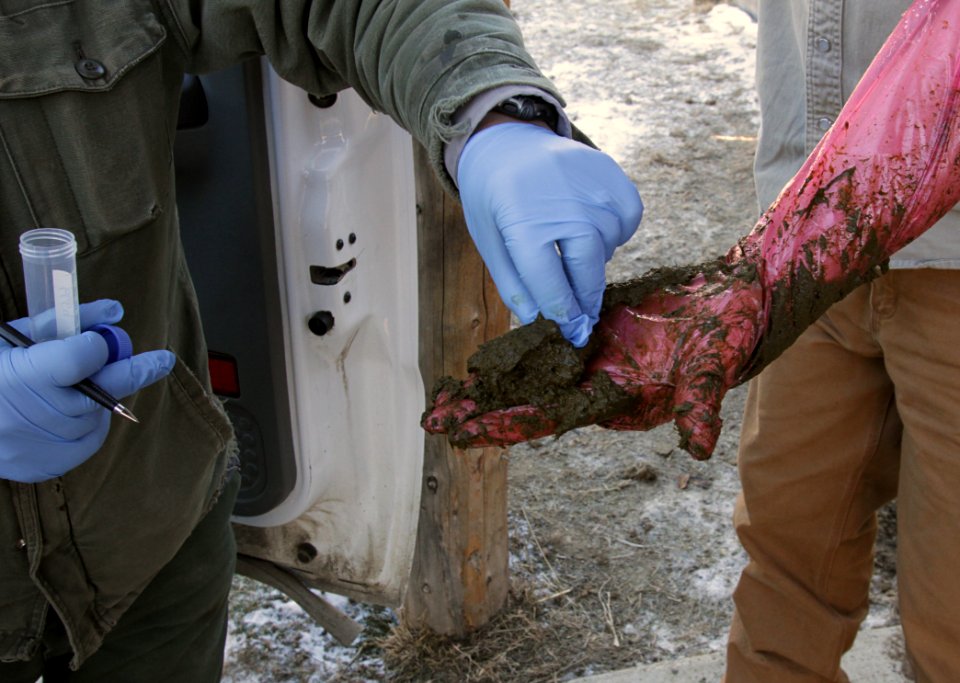 19 of 35 Collecting feces sample from bison in Stephens Creek bison pens 3331