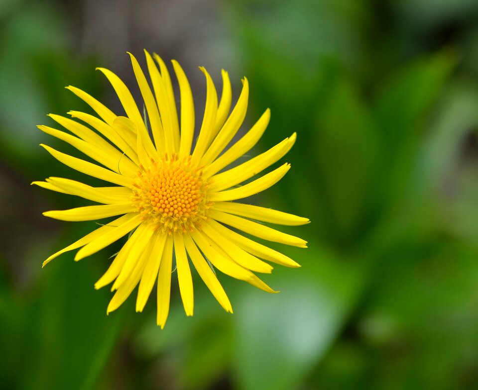 Plant blossom bloom