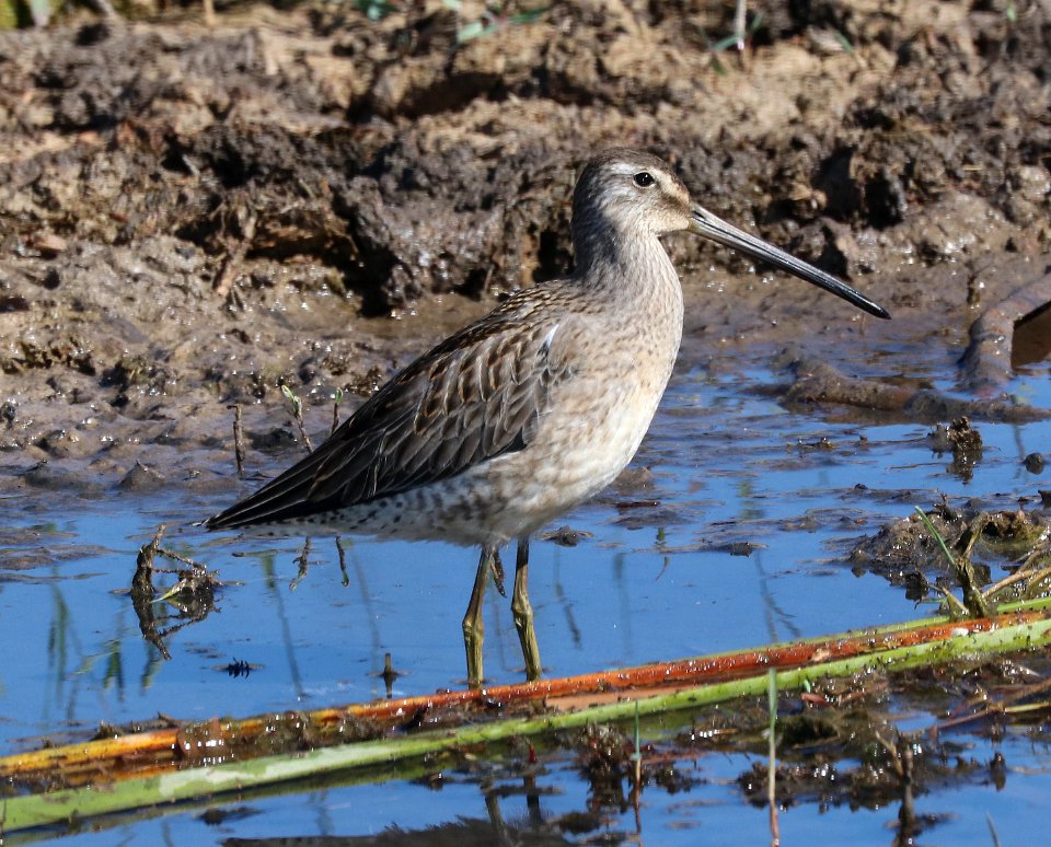 332 - LONG-BILLED DOWITCHER (10-11-2020) juvenile, patagonia lake, santa cruz co, az -02