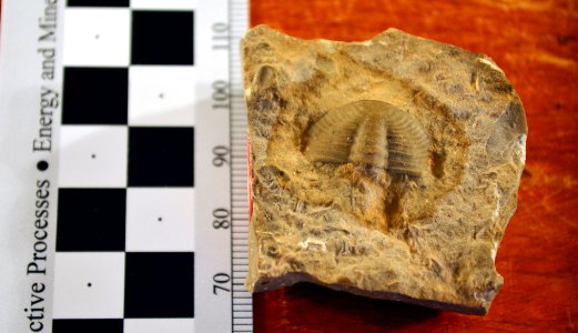 USNM 90667 Ehmania walcotti trilobite