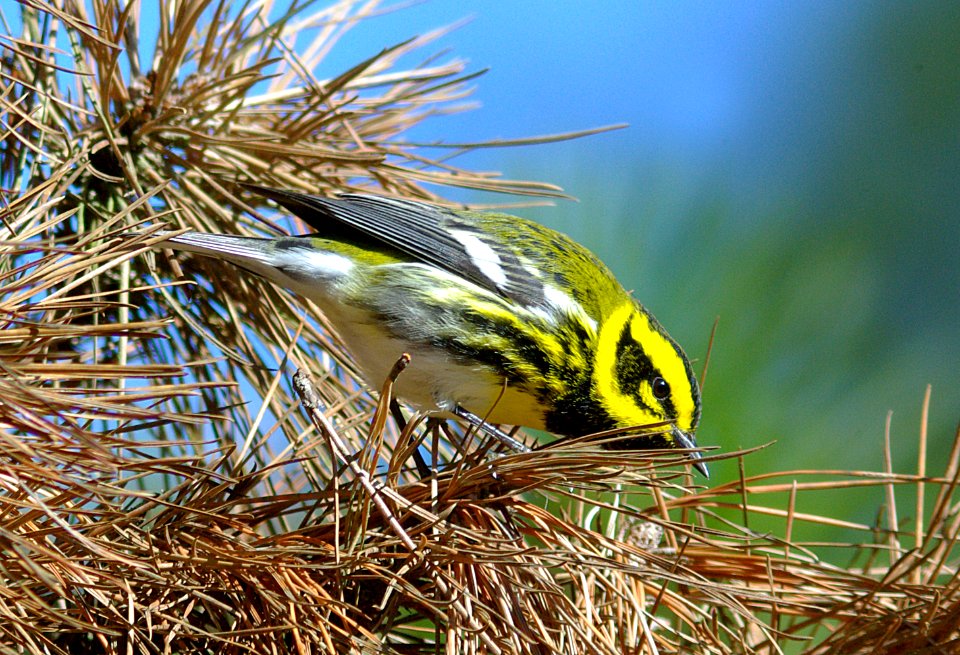 WARBLER, TOWNSEND'S (12-16-07) -3