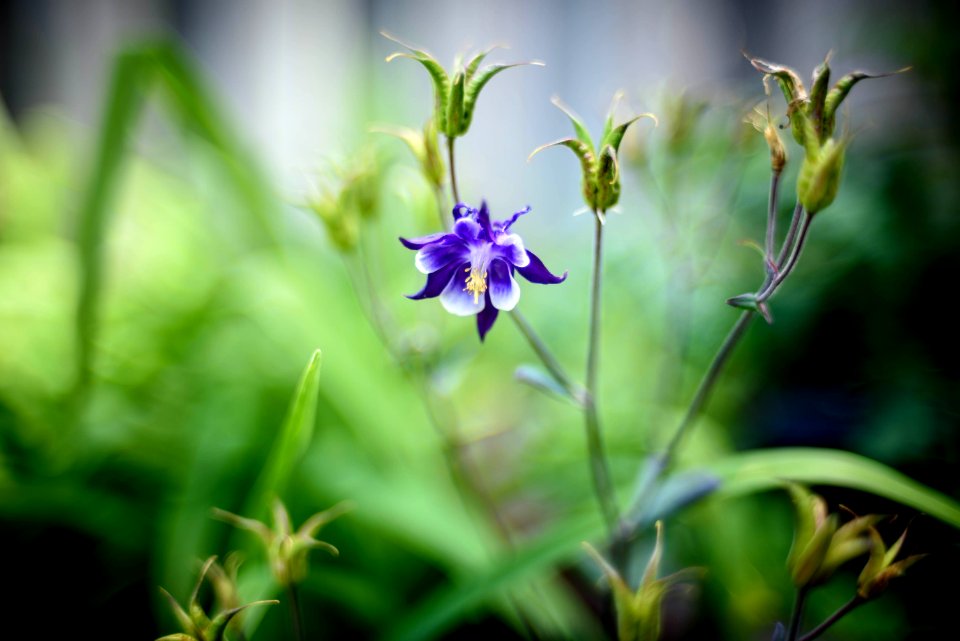 Columbine