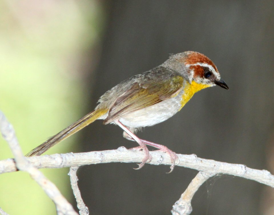 WARBLER, RUFOUS-CAPPED (7-29-09) sonoita creek tlc, patagonia, az -01