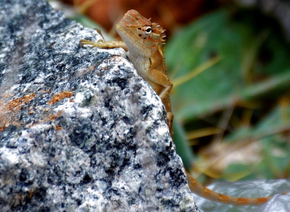 Chameleon   गिर्गिट   गिरगिट