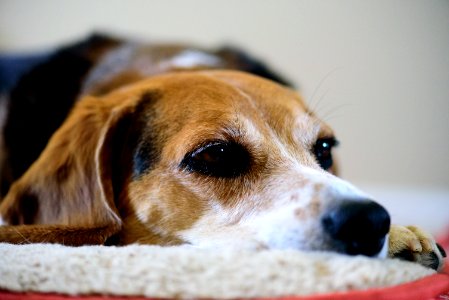 Sleepy Beagle