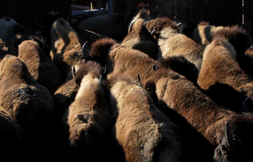 7 of 35 A group of bison just arrived in the sorting corral 3156