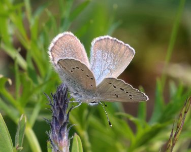 BLUE, SILVERY (Glaucopsyche lygdamus) (7-19-2020) 9600 ft, togwotee pass, teton co, wy -02
