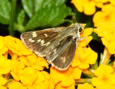 SKIPPER, CARUS (Polites carus) (7-22-11) 78 circulo montana, patagonia lake ranch estates, scc, az -02