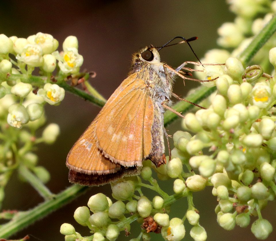 MELLANA, COMMON (Quasimellana eulogius) (10-27-2020) sabal palm sanctuary, cameron co, tx -01
