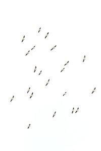 American white pelicans riding thermals (portrait)